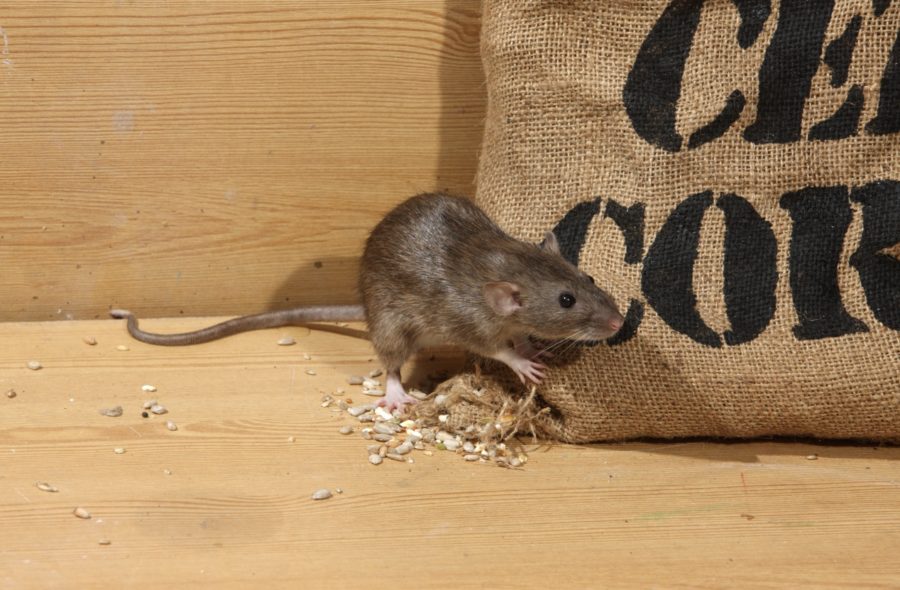 Que faire si des rats ou d'autres ravageurs vivent dans votre maison