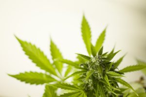 CBD