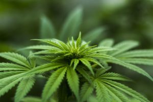 produit cbd