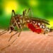 dengue en France